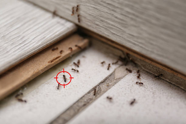 Best Flea Control Services  in Tempe, AZ