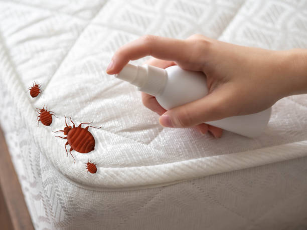 Best Affordable Pest Control Services  in Tempe, AZ