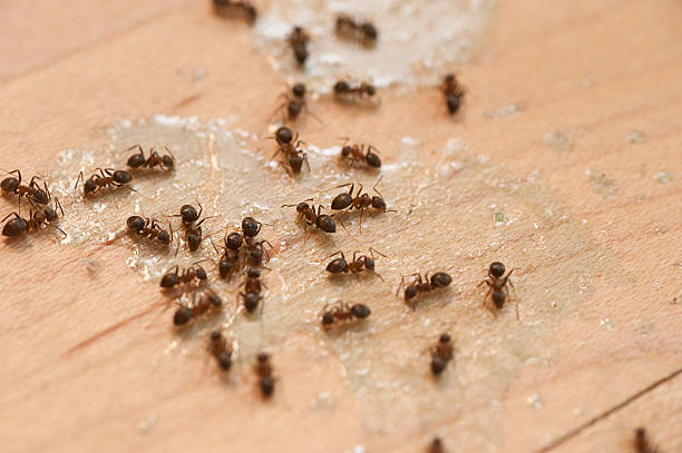 Professional Pest Control in Tempe, AZ