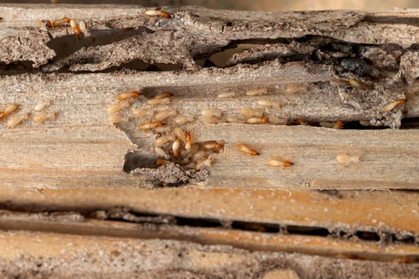 Best Spider Control Near Me  in Tempe, AZ