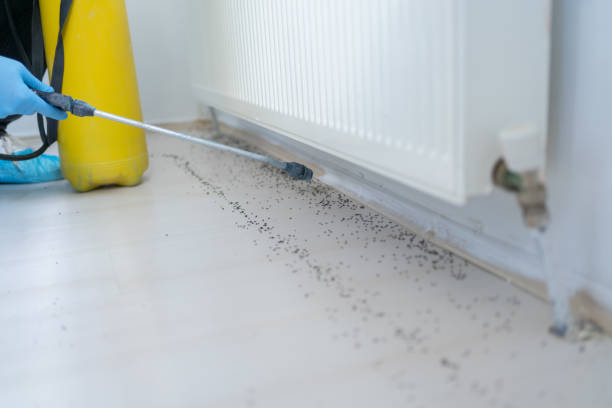 Best Spider Control Near Me  in Tempe, AZ