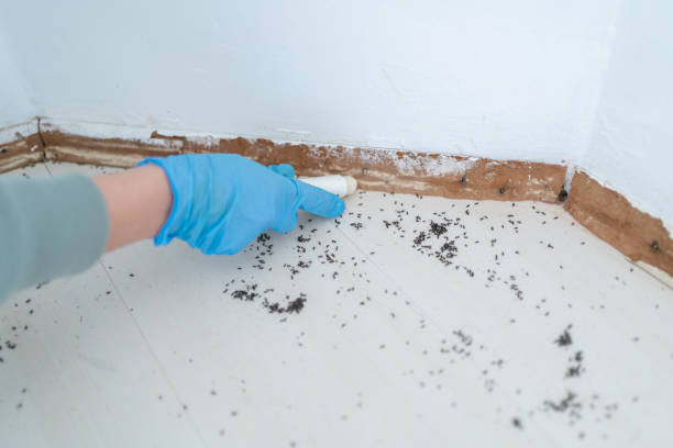 Best Ant Control Services  in Tempe, AZ