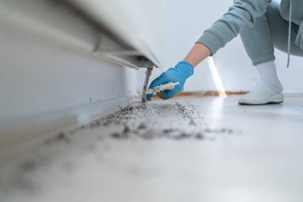 Best Wasp Removal Services  in Tempe, AZ